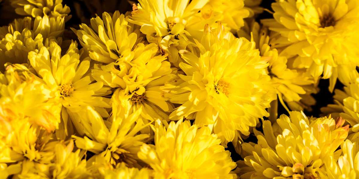 Artisanal web development